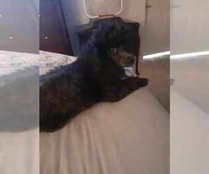 Father of the Poodle (Toy) puppies born on 08/08/2026