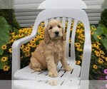 Small Photo #2 Goldendoodle Puppy For Sale in SEBRING, OH, USA