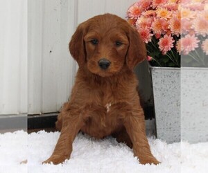 Goldendoodle Puppy for sale in FREDERICKSBURG, OH, USA