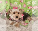 Small #4 Mutt