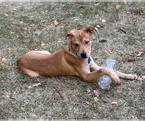 Retriever -Unknown Mix Dogs for adoption in Minneapolis, MN, USA