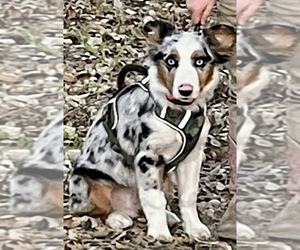 Father of the Miniature Australian Shepherd puppies born on 10/24/2023