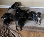 Small Photo #5 German Shepherd Dog Puppy For Sale in MERRITT IS, FL, USA