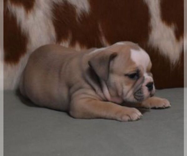 Medium Photo #3 English Bulldog Puppy For Sale in MARSHFIELD, MO, USA