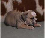 Small #2 English Bulldog