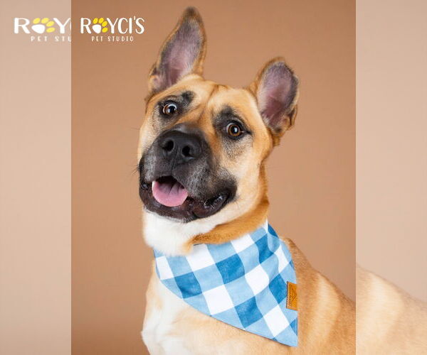 Medium Photo #20 German Shepherd Dog-Unknown Mix Puppy For Sale in Sandy, UT, USA