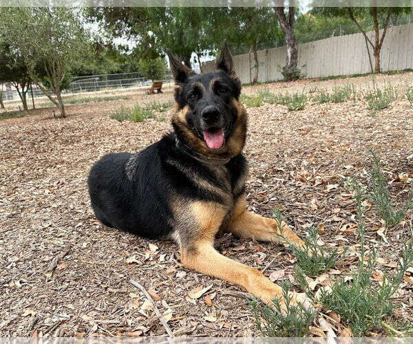 Medium Photo #1 German Shepherd Dog Puppy For Sale in San Diego, CA, USA