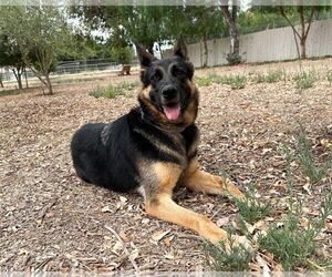 German Shepherd Dog Dogs for adoption in San Diego, CA, USA