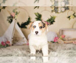 Small Photo #7 Pembroke Welsh Corgi Puppy For Sale in WARSAW, IN, USA