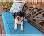 Small #4 Colonial Cocker Spaniel Mix