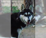 Small #4 Siberian Husky