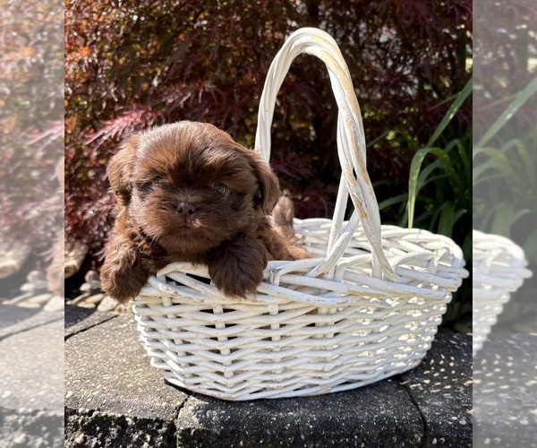 Medium Photo #2 Shih Tzu Puppy For Sale in MIDDLEBURY, IN, USA