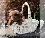 Small #1 Shih Tzu
