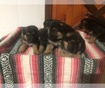 Small Photo #3 German Shepherd Dog Puppy For Sale in CURTISS, WI, USA