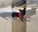 Small #5 Mutt