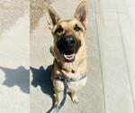 Small #1 German Shepherd Dog