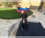 Small Photo #32 Great Dane Puppy For Sale in MARICOPA, AZ, USA