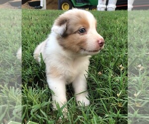 Australian Shepherd Puppy for sale in LANDRUM, SC, USA