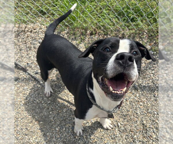 Medium Photo #2 American Staffordshire Terrier-Unknown Mix Puppy For Sale in Palmetto, FL, USA