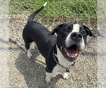 Small #1 American Staffordshire Terrier Mix