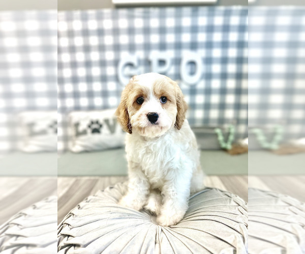 Medium Photo #2 Cavapoo Puppy For Sale in MARIETTA, GA, USA