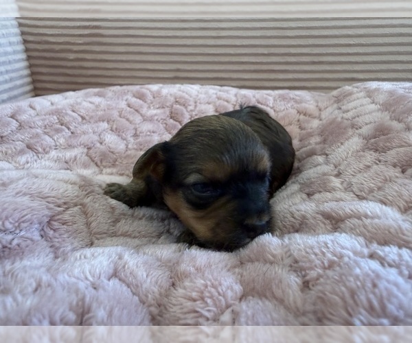 Medium Photo #42 Yorkipoo Puppy For Sale in ARLINGTON, TX, USA