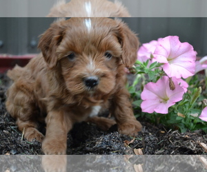 Medium Cavapoo mix (+ Poodle Miniature)