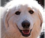 Small #21 Great Pyrenees