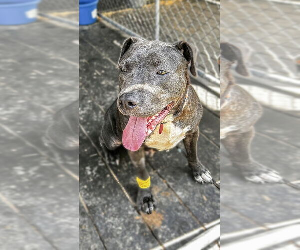 Medium Photo #1 American Pit Bull Terrier-Unknown Mix Puppy For Sale in Boston, MA, USA
