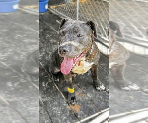 Medium American Pit Bull Terrier Mix