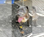 Small American Pit Bull Terrier Mix