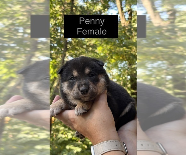 Medium Photo #2 Shiba Inu Puppy For Sale in NEW ATHENS, IL, USA