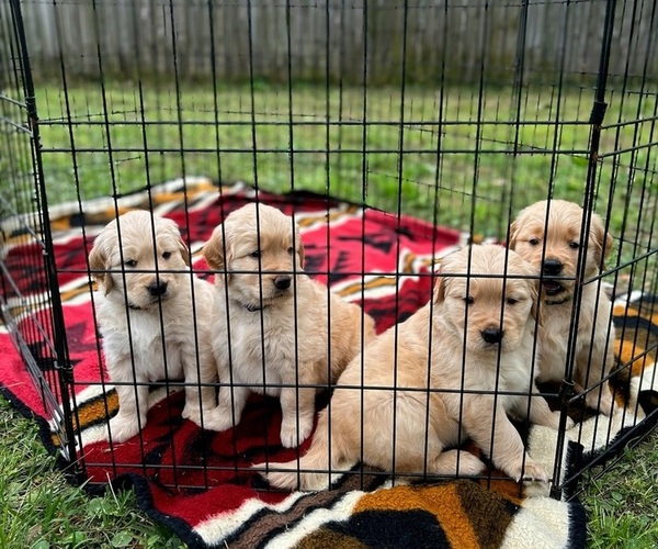 Medium Photo #1 Golden Retriever Puppy For Sale in KINGSLAND, GA, USA