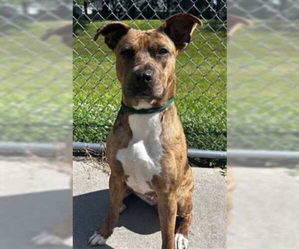 Medium Photo #2 American Staffordshire Terrier-Unknown Mix Puppy For Sale in St. Cloud, FL, USA