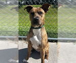 Small #1 American Staffordshire Terrier Mix