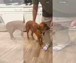 Small #3 Australian Shepherd-Rottweiler Mix