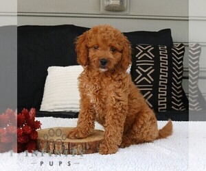 Goldendoodle (Miniature) Puppy for sale in NARVON, PA, USA