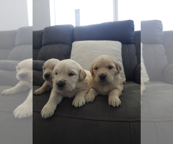 Medium Photo #3 Golden Retriever Puppy For Sale in ELVERTA, CA, USA