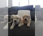 Litter of 8 - Male(s) and Female(s) Golden RetrieverLitter of Puppies for Sale - Photo #3