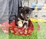 Small #3 Pomsky-Shiba Inu Mix