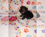 Small Photo #15 Yorkshire Terrier Puppy For Sale in LAPEER, MI, USA