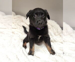 Collie-Labrador Retriever Mix Dogs for adoption in St. Louis Park, MN, USA