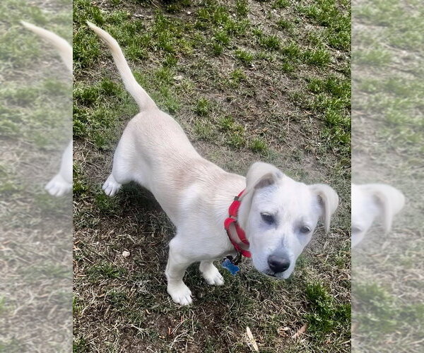 Medium Photo #4 Mutt Puppy For Sale in Boston, MA, USA