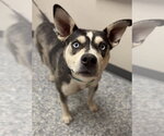 Small Siberian Husky Mix