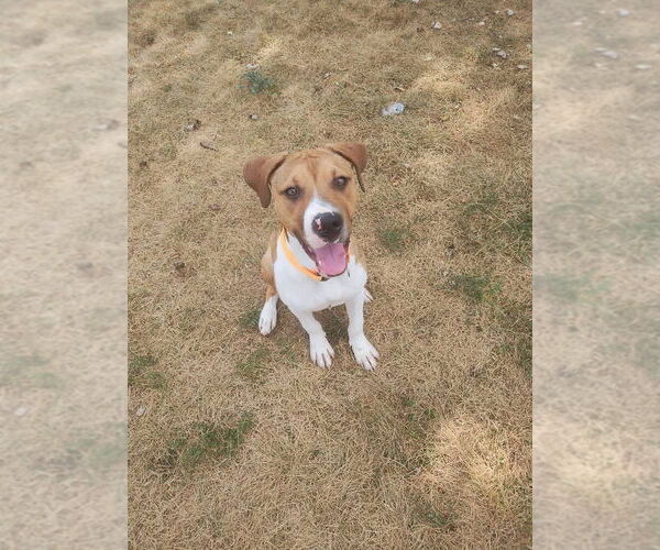 Medium Photo #5 American Pit Bull Terrier-Unknown Mix Puppy For Sale in Germantown, OH, USA