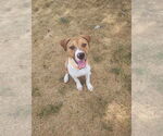 Small #4 American Pit Bull Terrier Mix