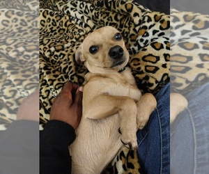 Chiweenie Puppy for sale in DUDLEY, NC, USA