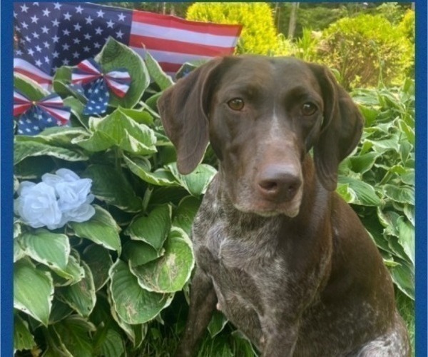 Medium Photo #1 German Shorthaired Pointer Puppy For Sale in BRADFORD, PA, USA