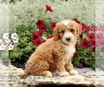 Small #2 Goldendoodle (Miniature)