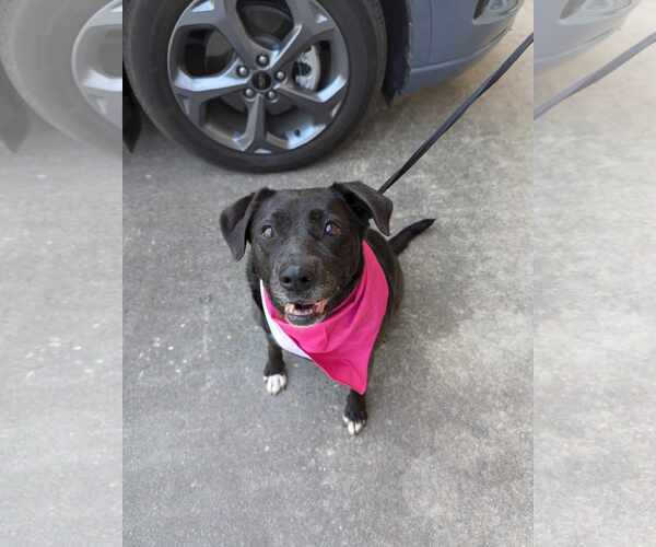 Medium Photo #3 Labrador Retriever-Unknown Mix Puppy For Sale in Oakhurst, NJ, USA